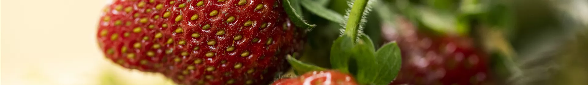 Erdbeeren – rot, rund und richtig lecker! - Rosengut Langerwisch