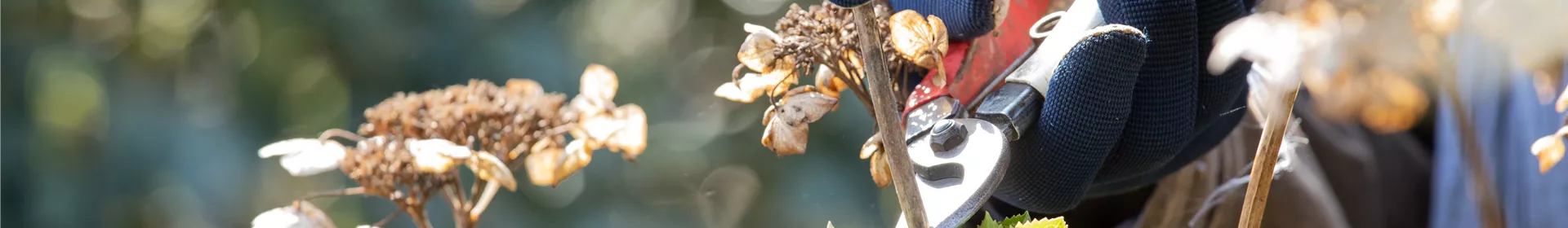 Alte Blütenstände machen Platz für neue Blüten - Rosengut Langerwisch