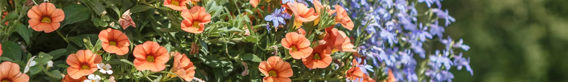 Urban Gardening – Blumenampel aus Konservendosen - Rosengut Langerwisch