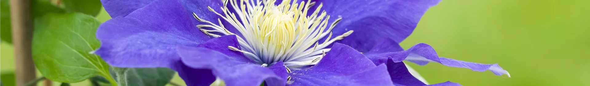 Clematis – die robuste Kletterpflanze im Garten - Rosengut Langerwisch