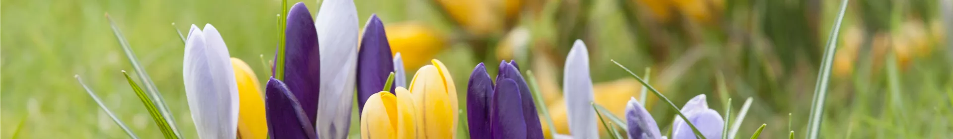 Krokus pflanzen: Der Klassiker im Frühlingsbeet - Rosengut Langerwisch