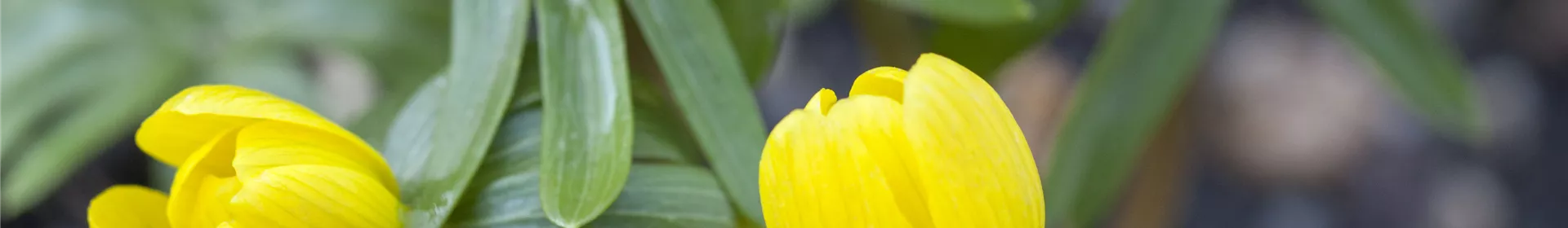 Winterlinge – erste Farbtupfer im winterlichen Garten - Rosengut Langerwisch