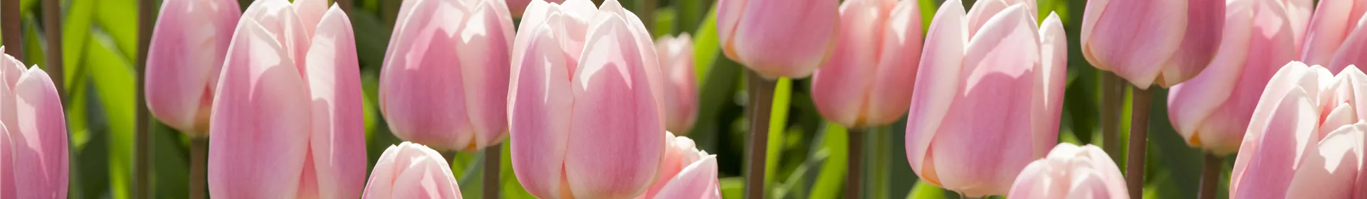 Triumph-Tulpen pflanzen – Farbenspiel im Blumenbeet - Rosengut Langerwisch