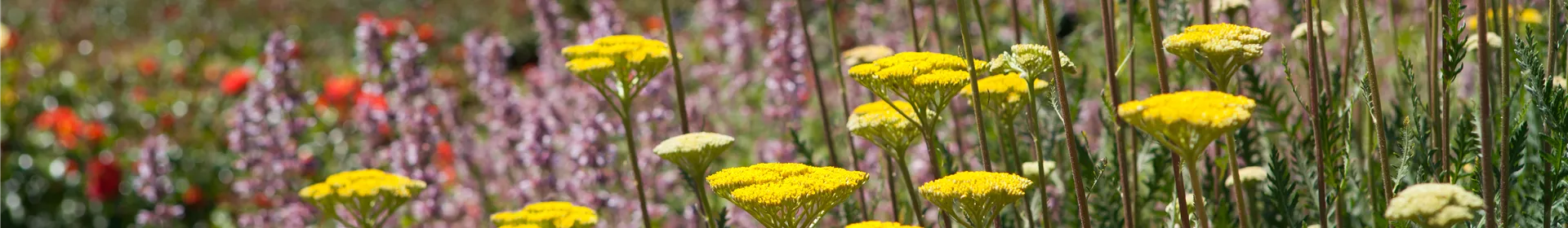 Staudengarten – Gestaltungshinweise und Tipps - Rosengut Langerwisch