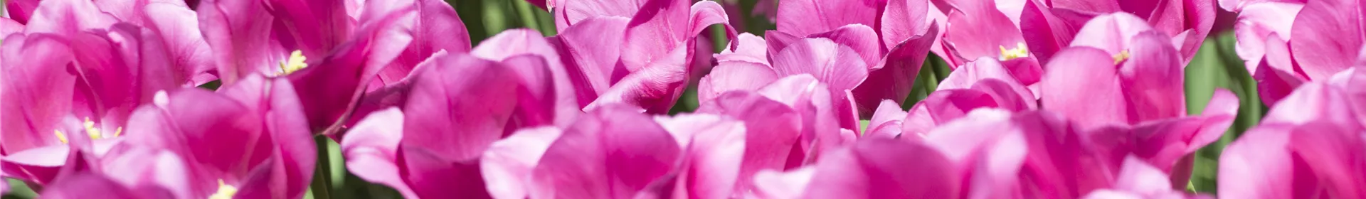 Stauden und Blumenzwiebeln kombinieren - Rosengut Langerwisch