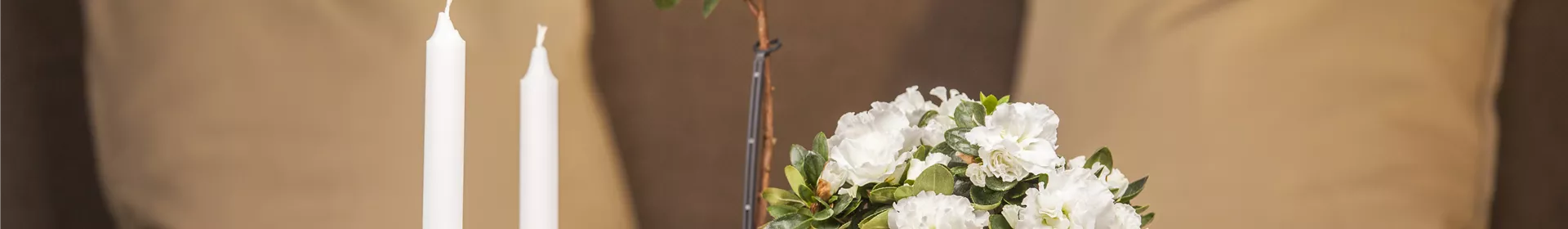 Eine Azalee im Zimmer verschönert die Winterzeit - Rosengut Langerwisch