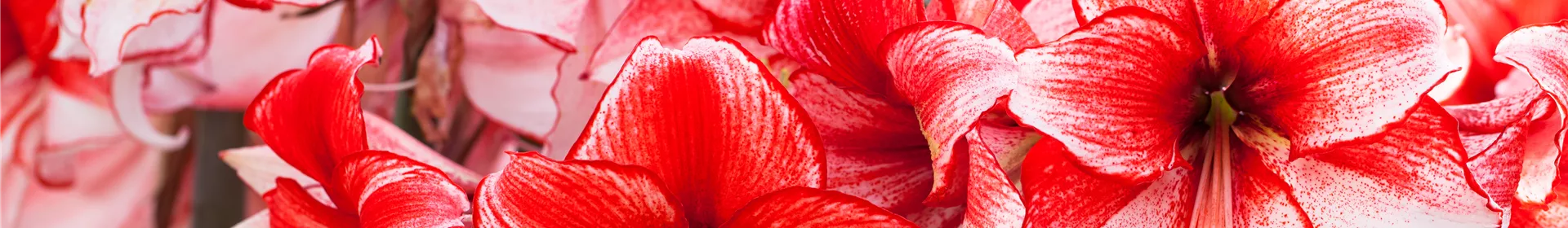 Amaryllis – pflanzen und pflegen im Haus - Rosengut Langerwisch