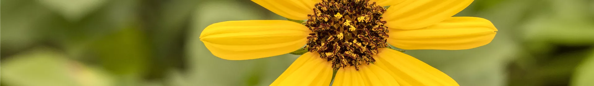 Mit einjährigen Pflanzen den Garten bunter machen - Rosengut Langerwisch