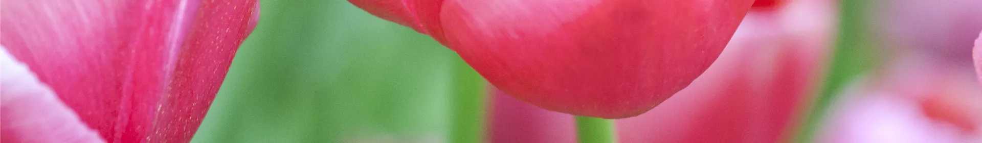 Tulpen im Garten – der bunte Wahnsinn - Rosengut Langerwisch