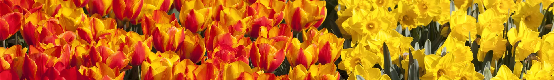 Tulpenzwiebeln einpflanzen – Beetgestaltung mit Tulpen - Rosengut Langerwisch