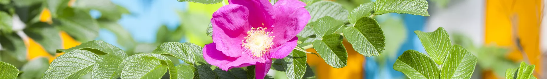 Warum nicht jede Rose eine Duftrose ist - Rosengut Langerwisch