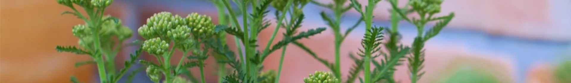 Schafgarbe - Einpflanzen im Garten (gelb) - Rosengut Langerwisch