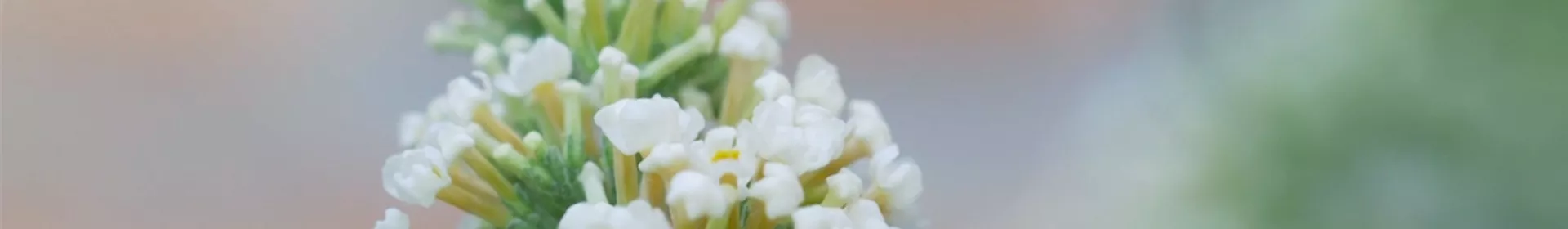 Sommerflieder - Einpflanzen im Garten - Rosengut Langerwisch