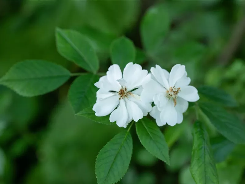 Rosa 'Rosa multiflora'