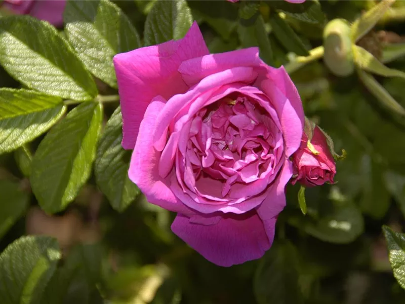 Rosa 'rugosa Rosa Zwerg'