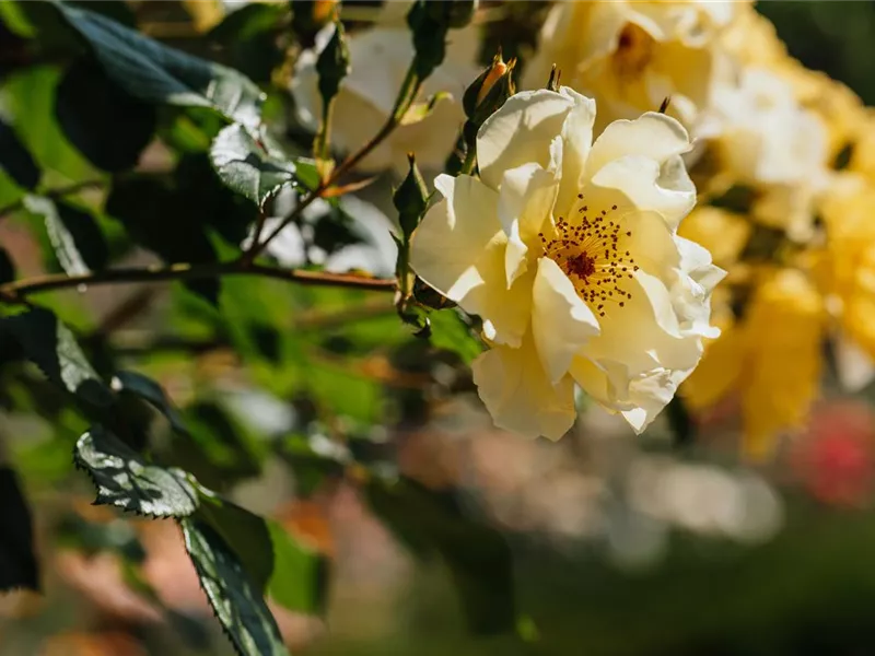 Rosa 'Frühlingsgold'