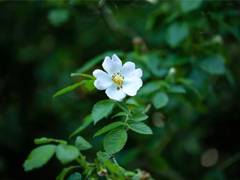 Rosa 'Rosa arvensis'