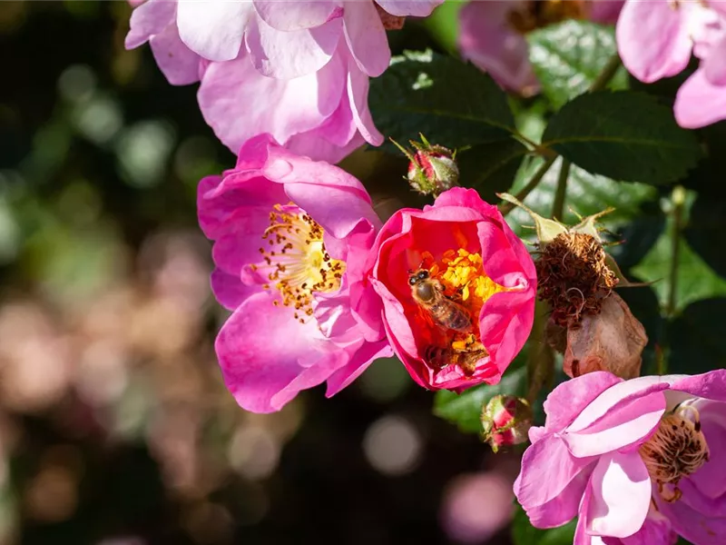 Rosa 'Rosa rubiginosa'