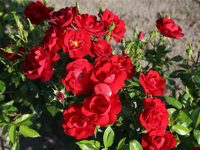 Rosa 'Cayenne®'