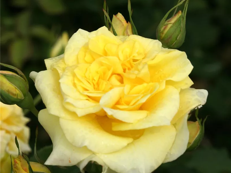 Rosa 'Sterntaler®'