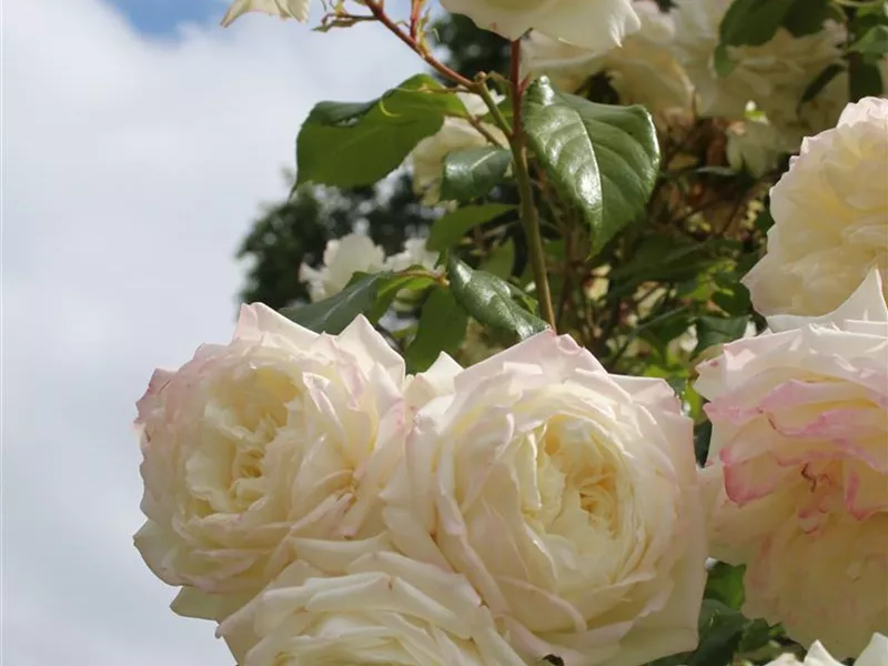 Rosa 'Alaska®'