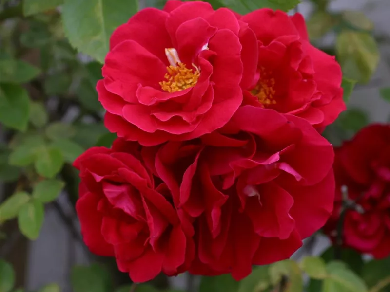 Rosa 'Flammentanz®'