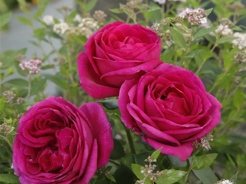 Rosa 'Für Elise®'