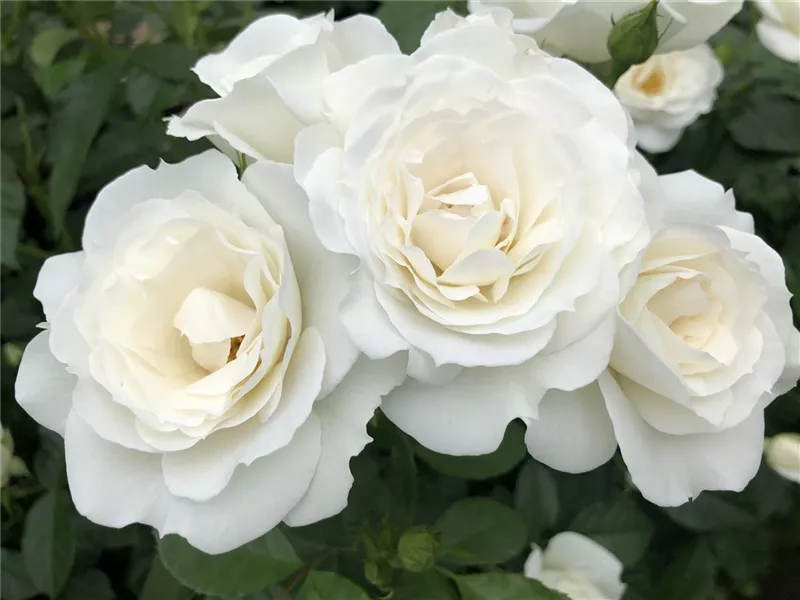 Rosa 'Baby Schneewittchen®'