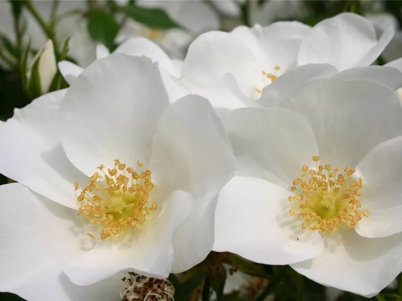 Rosa 'Escimo®'