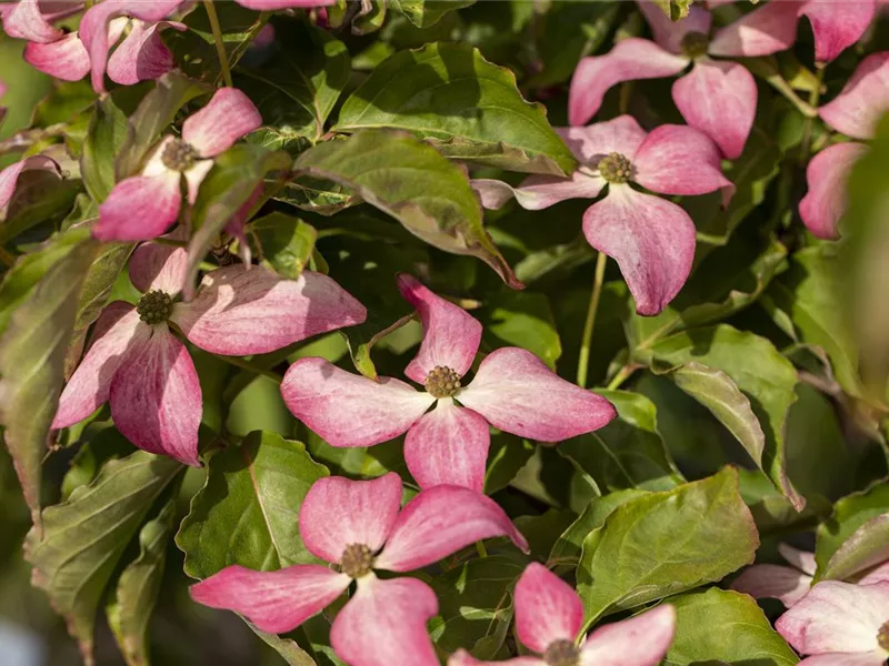 Cornus kousa Scarlet FireC6