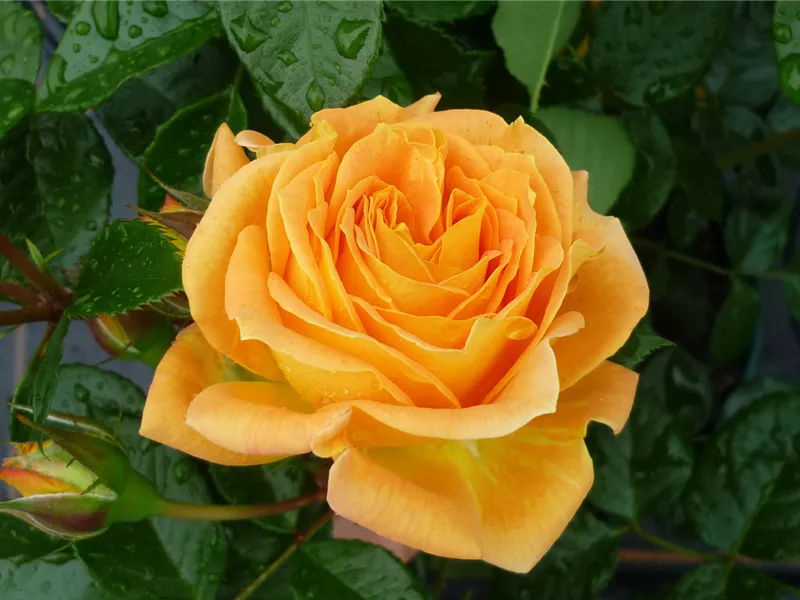 Rosa 'Goldelse®'