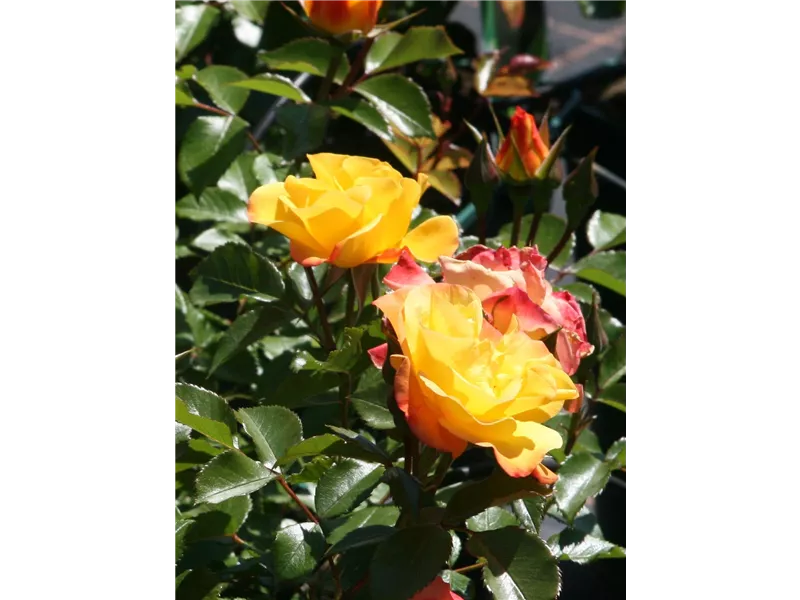 Rosa 'Bright Smiles®'