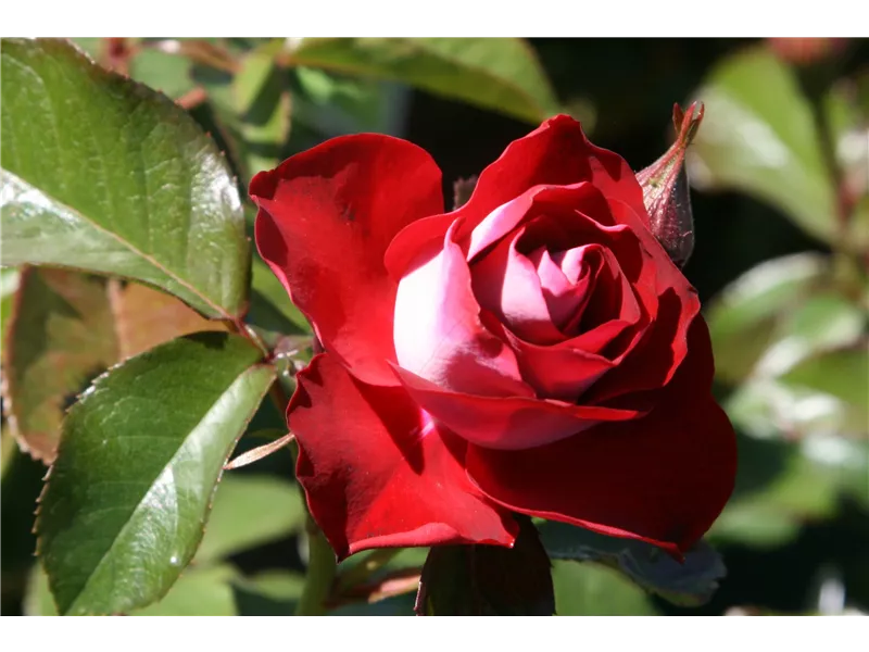 Rosa 'Jubilée du Prince de Monaco®'