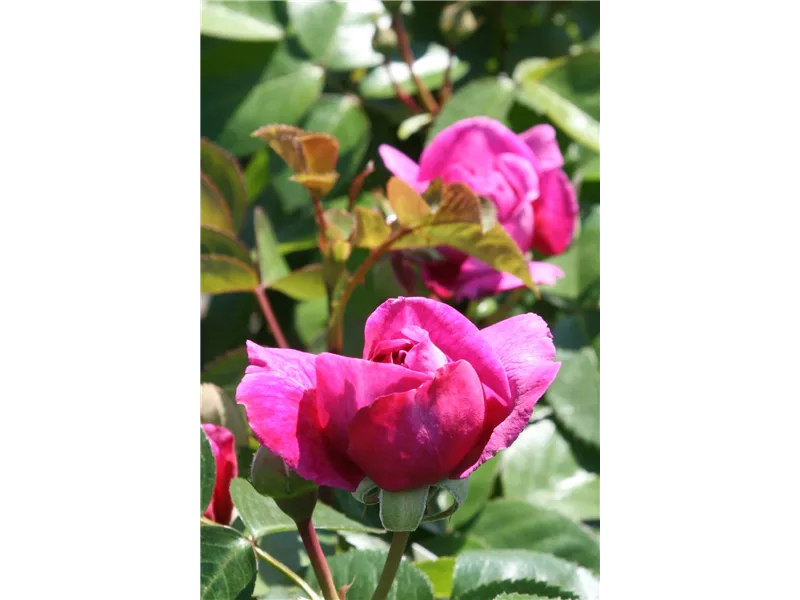 Rosa 'Die Sehenwerte®'