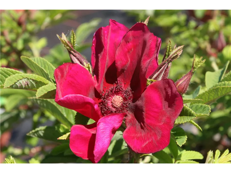 Rosa 'Rosa rugosa Norderney'