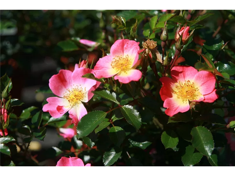 Rosa 'Bienenweide® Bicolor'