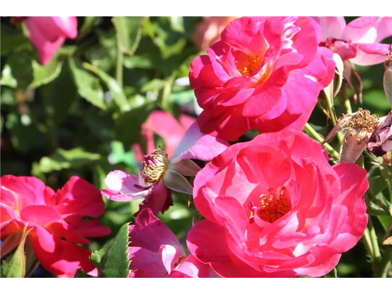 Rosa 'Ile de Fleurs®'