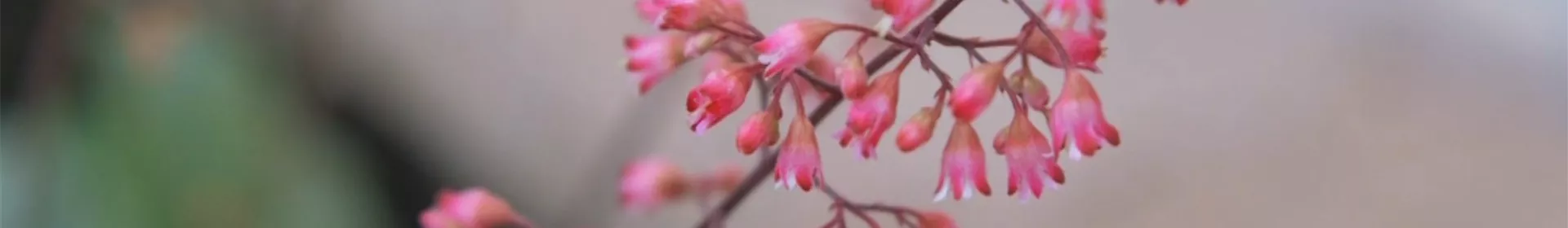 Echtes Purpurglöckchen (Heuchera)- Einpflanzen im Garten - Rosengut Langerwisch