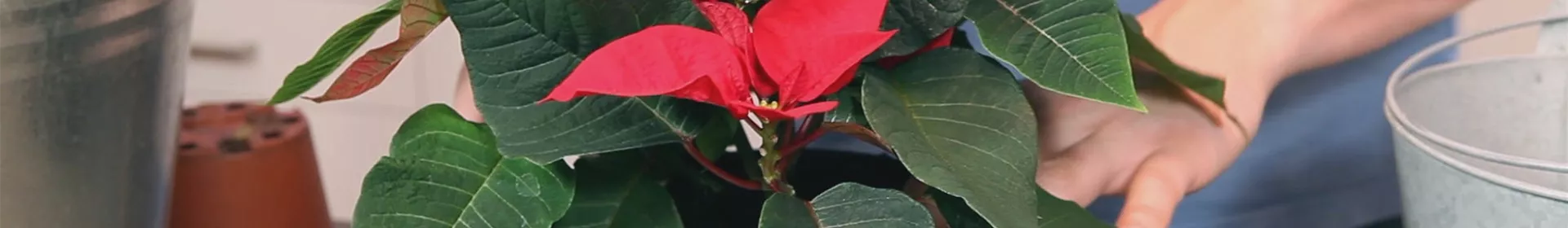 Weihnachtsstern - Einpflanzen in ein Gefäß - Rosengut Langerwisch