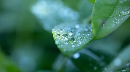 Blatt mit Wassertropfen