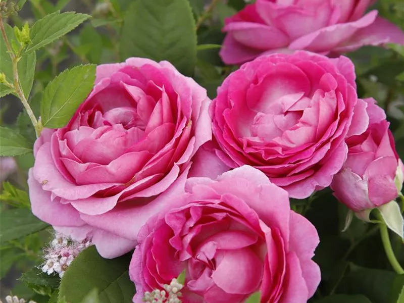 Rose 'Fräulein Maria®'