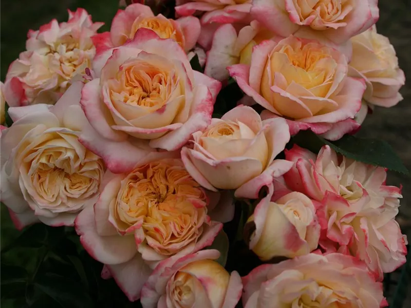 Rosa 'Concorde®'