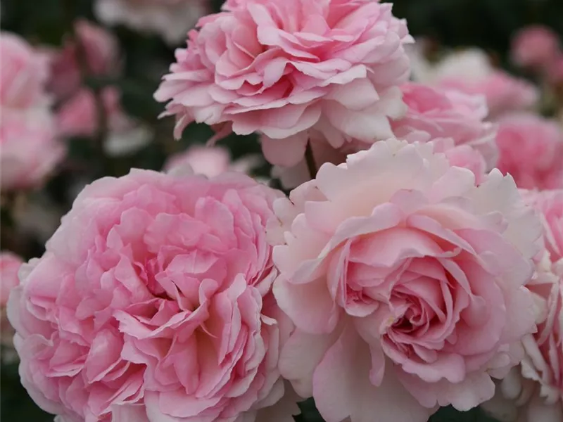 Rosa 'Alexandra® - Princesse de Luxembourg'