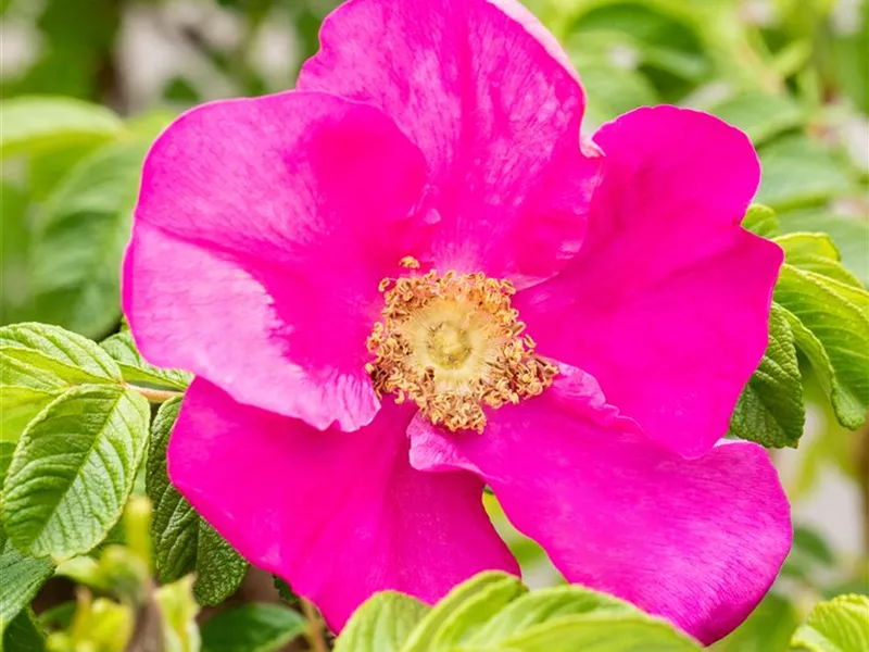 Rosa 'Rosa rugosa 'Rubra''