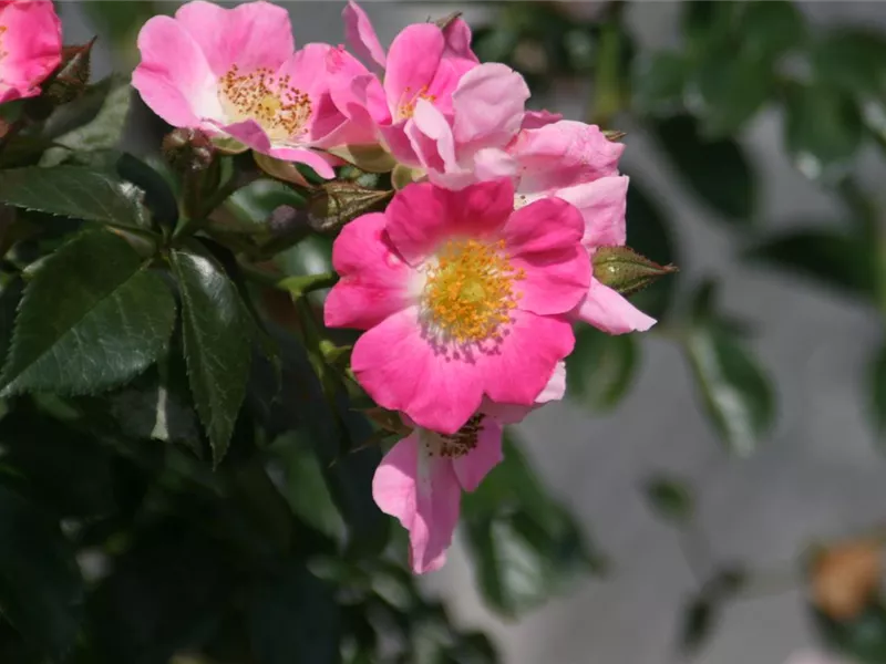 Rosa 'American Pillar'