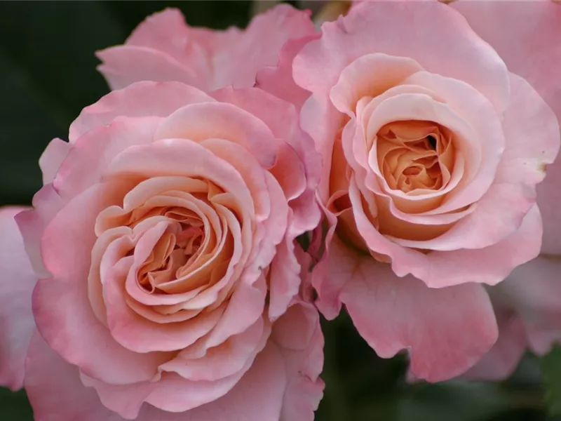 Rosa 'Augusta Luise®'