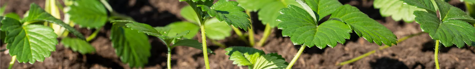 Jetzt Erdbeeren setzen - Rosengut Langerwisch