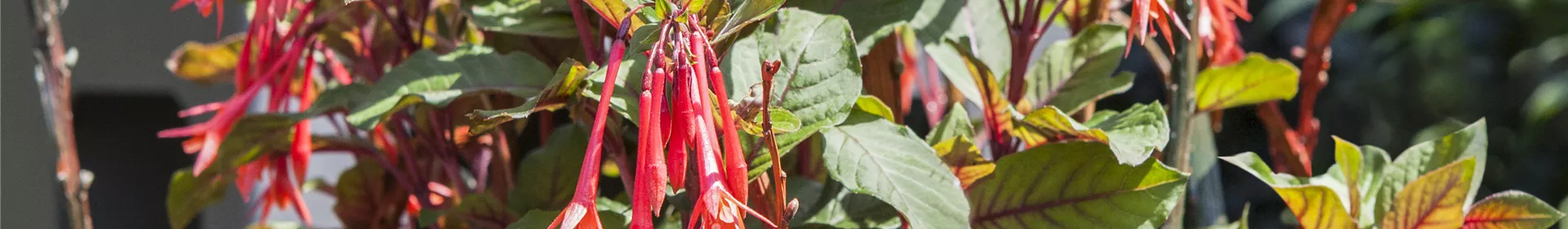 Winterschlaf für Geranien und Fuchsien - Rosengut Langerwisch